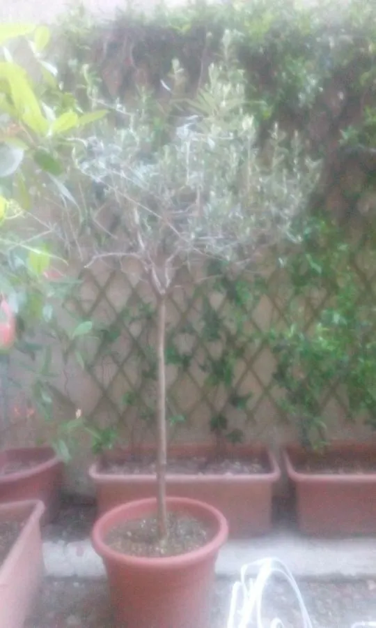 Central Apartment With Garden Milano
