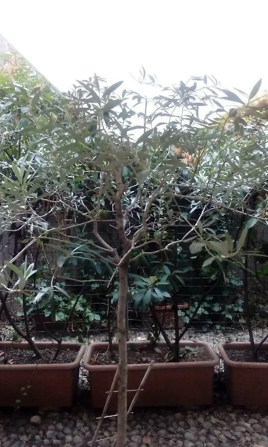 Central Apartment With Garden Milano